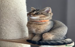 British Shorthair cats for sale: READY NOW! 2 available girls - Advert 18