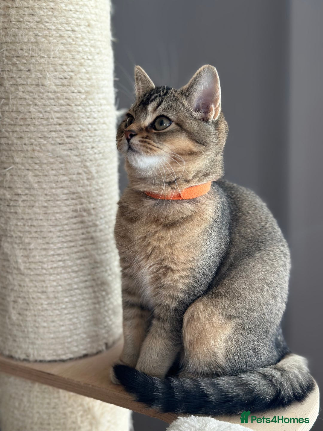 British Shorthair cats for sale: READY NOW! 2 available girls - Advert 18