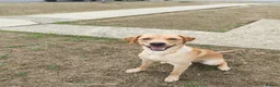 Mixed Breed dogs for sale: Gorgeous puppies looking for forever homes  - Advert 12