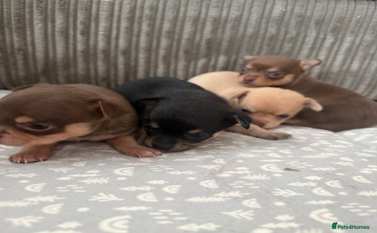 Chihuahua dogs - Advert 2