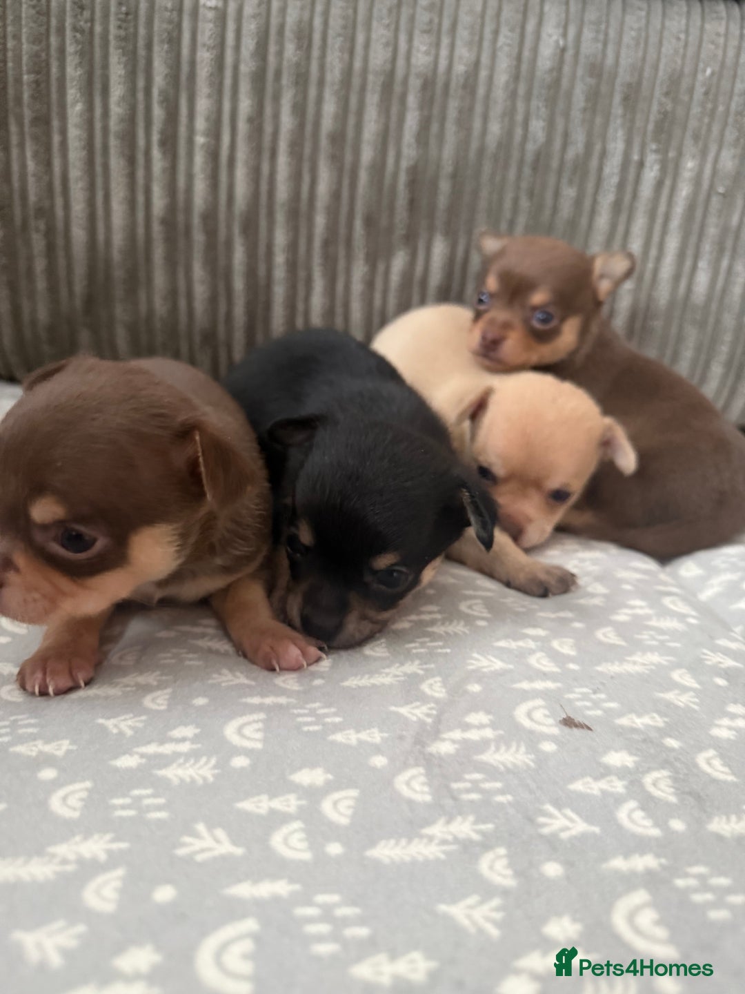 Chihuahua dogs for sale: Chihuahua Puppies Looking for Their Forever Homes - Image 1