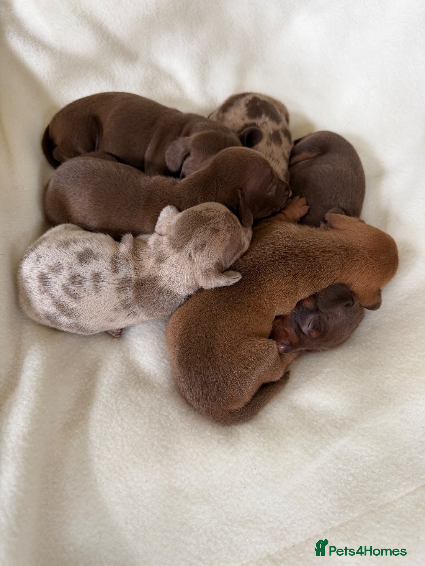 Miniature Dachshund dogs BEAUTIFUL K.C REGISTERED MINIATURE DACHSHUNDS  - Advert 2