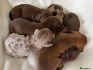 Miniature Dachshund dogs BEAUTIFUL K.C REGISTERED MINIATURE DACHSHUNDS - Advert 3