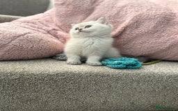 British Shorthair cats for sale: Beautiful GCCF kittens from champion lines  - Image 33