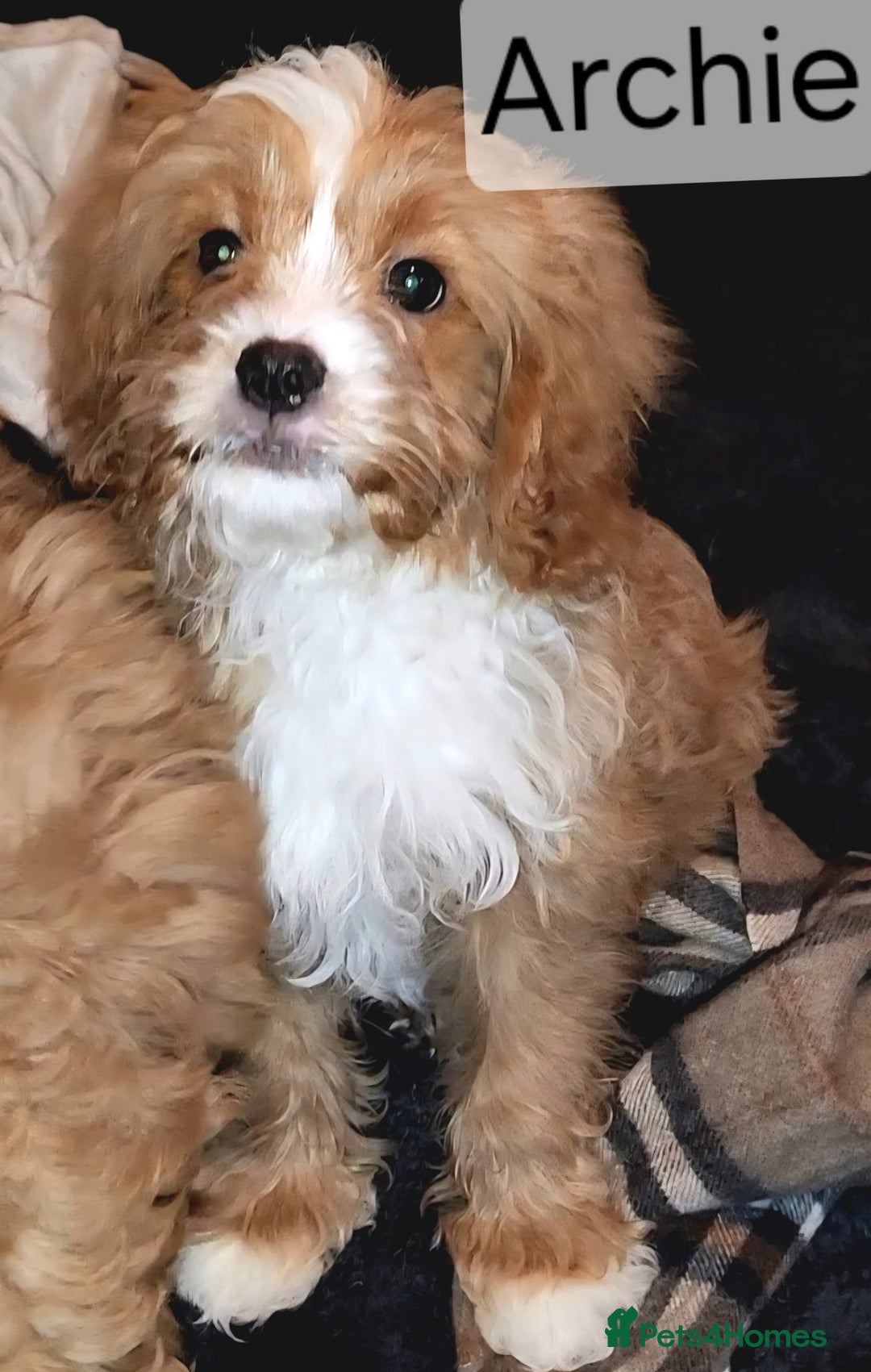 Cavapoo dogs for sale: Miniature Cavapoo Puppies – Home Reared !!! - Advert 11