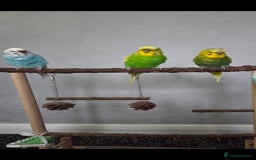 Budgerigars birds for sale: Budgies x3 with large cage - Image 2