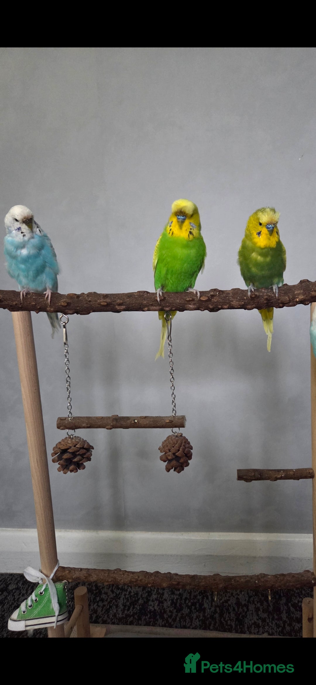 Budgerigars birds for sale: Budgies x3 with large cage - Image 2