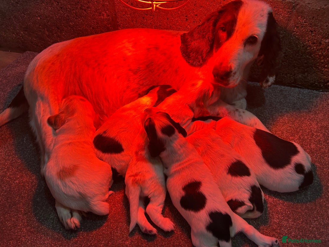 Cocker Spaniel dogs for sale: Cocker spaniel puppys for sale! - Advert 5