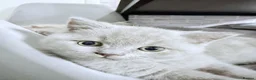 British Shorthair cats for sale: no deposit! VERY CUDDLY/LAP 100% Pure CHAMPIONS - Advert 5