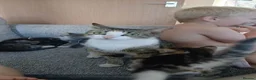 Mixed Breed cats for sale: Gorgeous tabby & white female kitten -Swindon - Advert 2