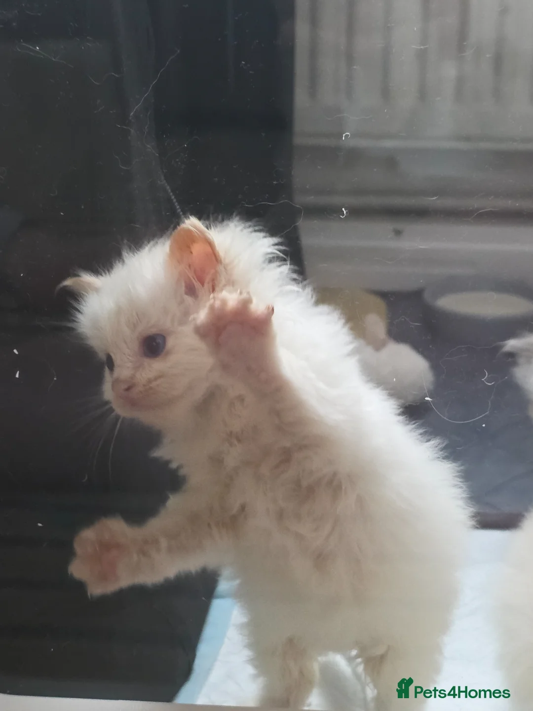 Ragdoll cats for sale: Health Tested Ragdoll Babies - Advert 16
