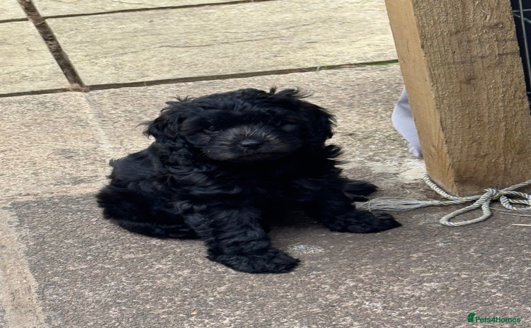 Cavapoo dogs - Advert 1