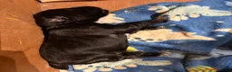 Sprocker dogs for sale: Beautiful Sprocker spaniels - 3/4 cocker  - Advert 7