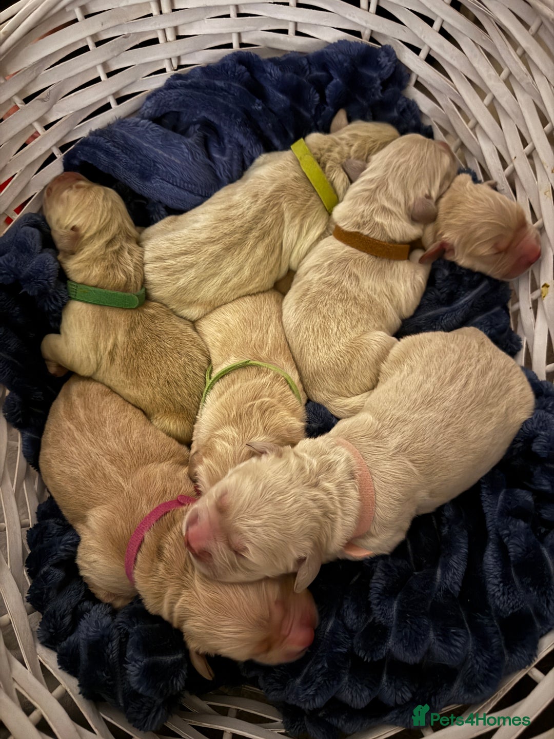 Golden Retriever dogs for sale: KC Registered Goldens born on  **  Day - Advert 2