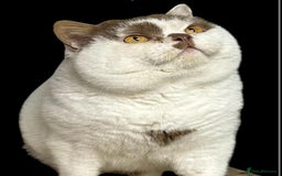 British Shorthair cats for sale: 😍 READY NOW gccf reg British shorthair kittens - Advert 2