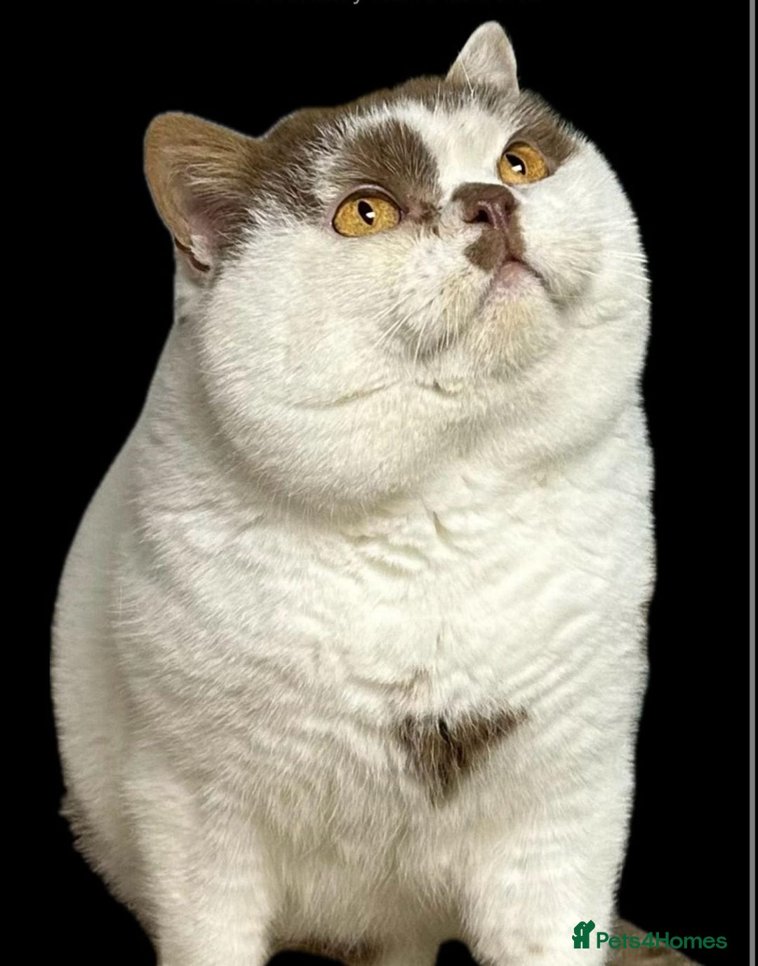 British Shorthair cats for sale: 😍 READY NOW gccf reg British shorthair kittens - Advert 2