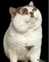 British Shorthair cats - Advert 2