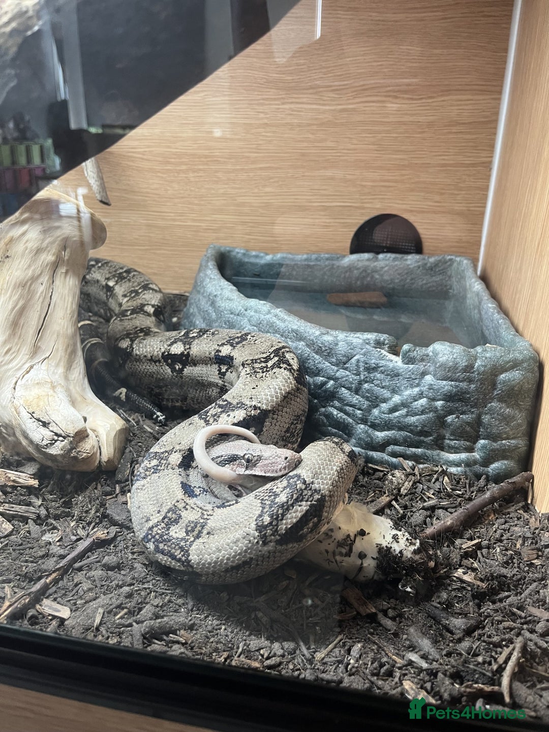 Boa Snake reptiles for sale: Common boa constrictor looking for a new home - Advert 4