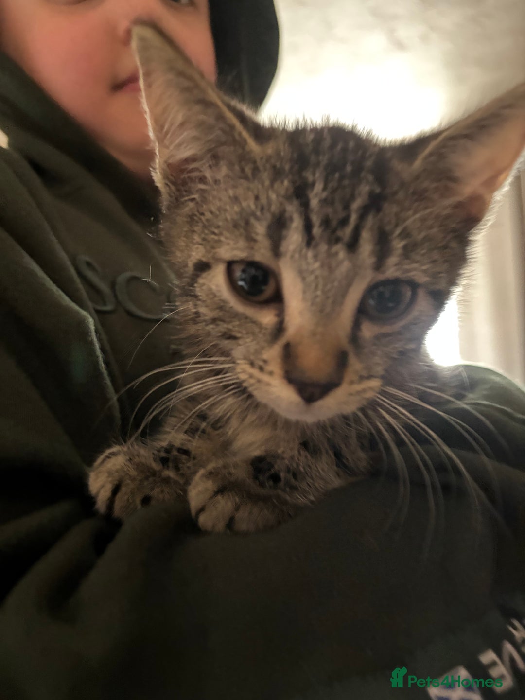 Mixed Breed cats for sale: 3 male kittens  - Image 2