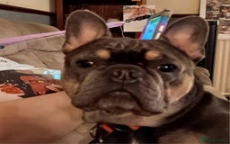 French Bulldog dogs for sale: 4yr old neutered pedigree male french bulldog - Advert 1