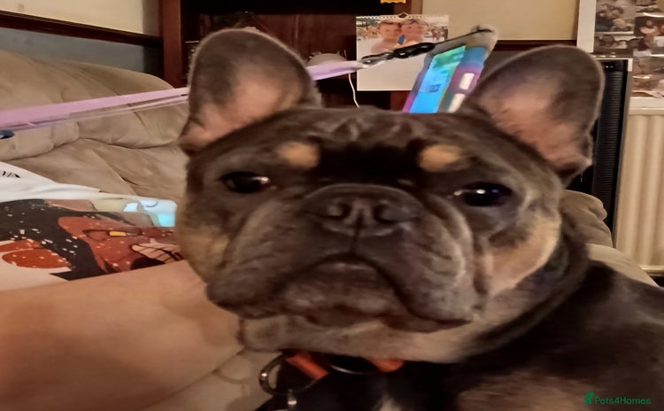 French Bulldog dogs 4yr old neutered pedigree male french bulldog - Advert 3