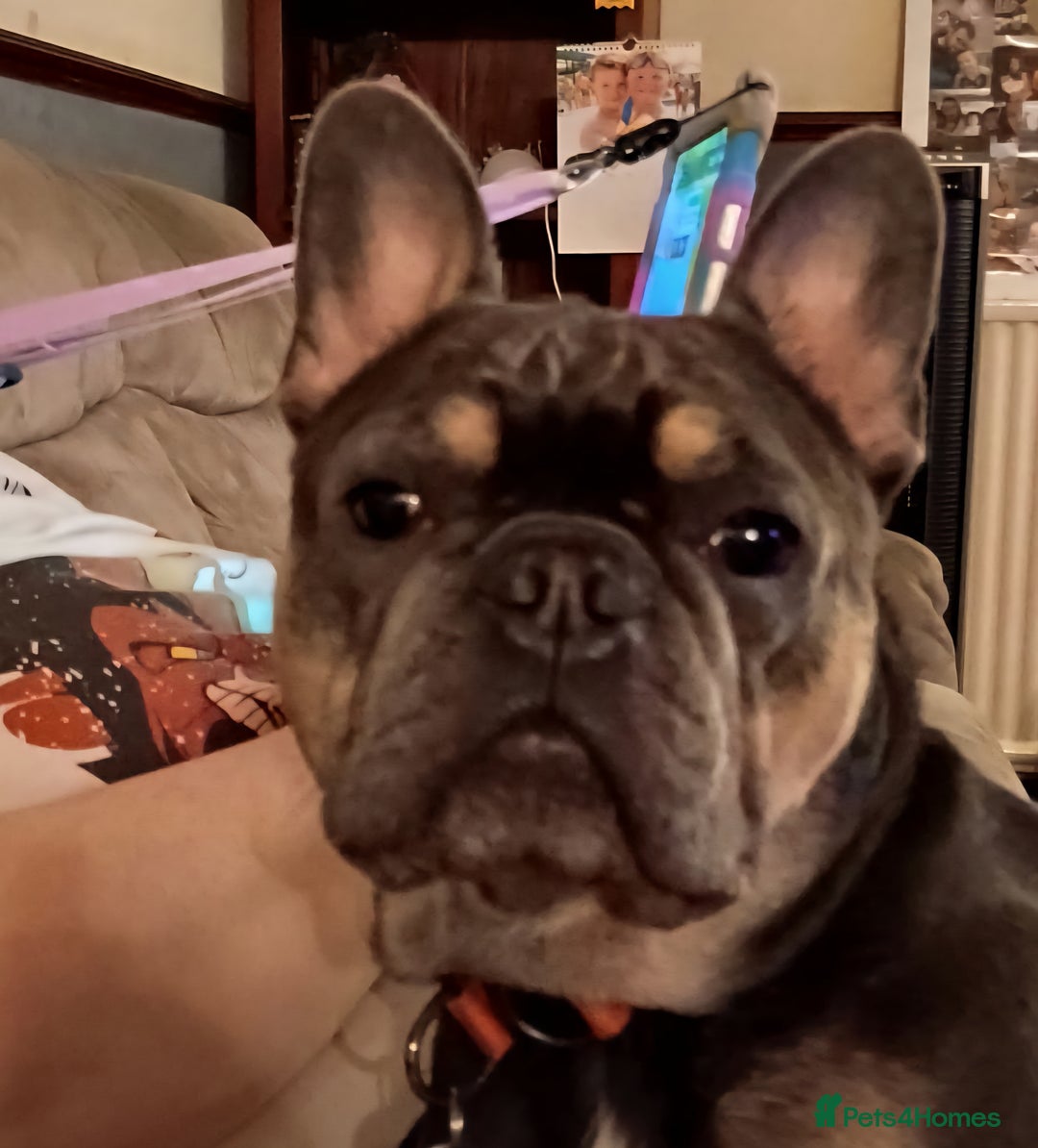 French Bulldog dogs for sale: 4yr old neutered pedigree male french bulldog - Advert 1