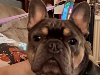 French Bulldog dogs 4yr old neutered pedigree male french bulldog - Advert 1