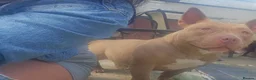 American Bully dogs for sale:  pocket bully  - Advert 5