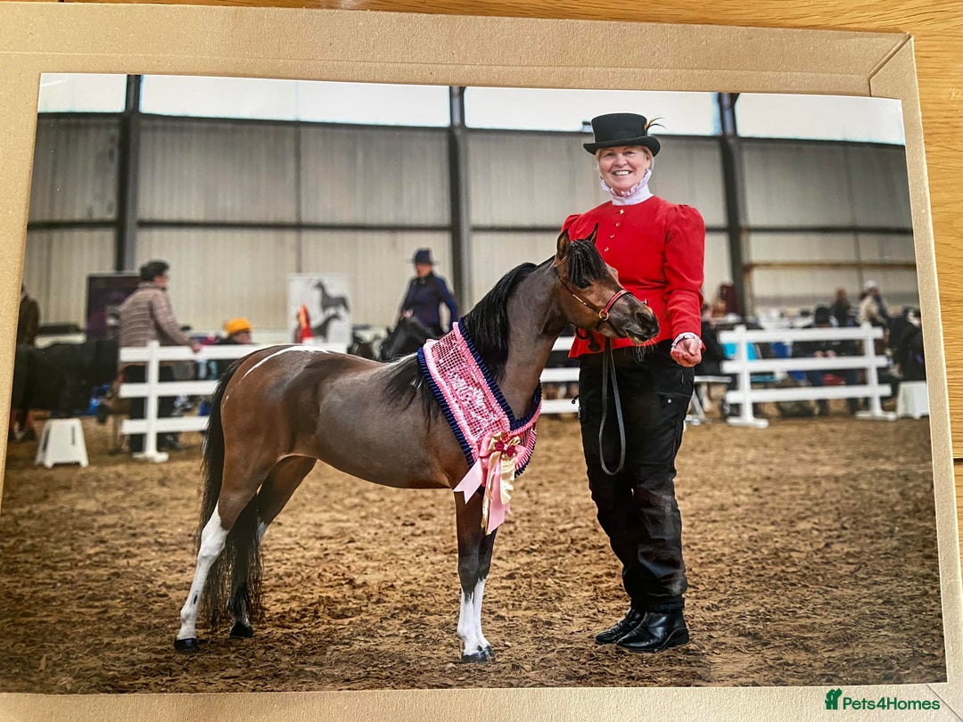 Miniature horses for sale: Tamila Billys Heartbreaker - Advert 3