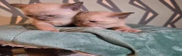 Burmese cats for sale: Outstanding Pedigree Burmese Kittens,Vet checked - Advert 15