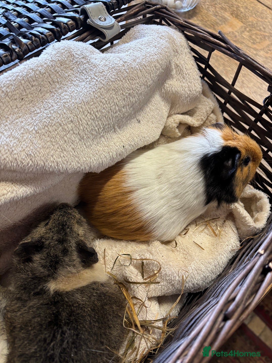 Guinea Pig rodents for sale: Beautiful baby female guinea pigs  - Image 7