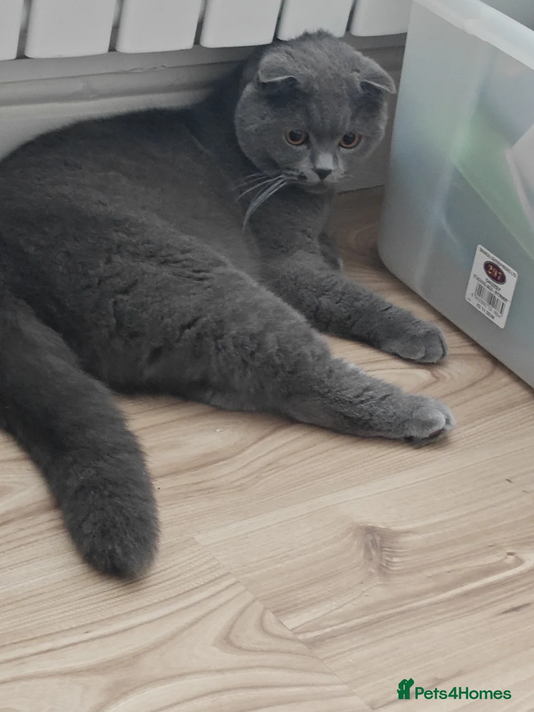 Mixed Breed cats for sale: Mixed Scottish fold and British long hair - Advert 2