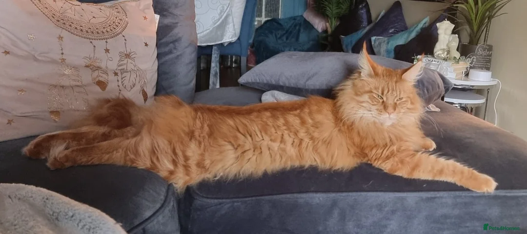 Maine Coon cats for sale: Rare Red maincoon two year old female in Manchester - Advert 2