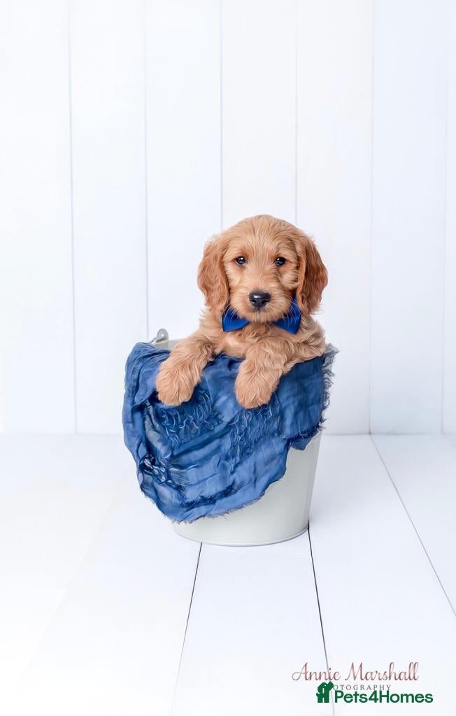 Mini Goldendoodle dogs DEC 26 PUPS Licensed Breeder & POLICE K9 Trainer - Advert 1