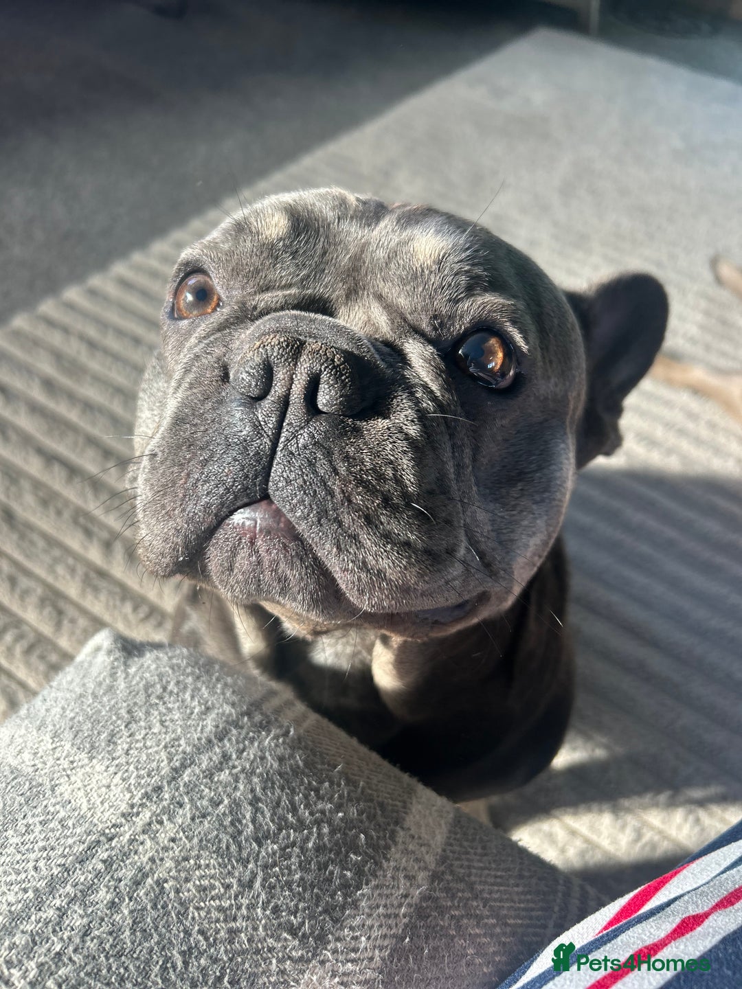 French Bulldog dogs for stud: French bulldog for stud  - Image 3