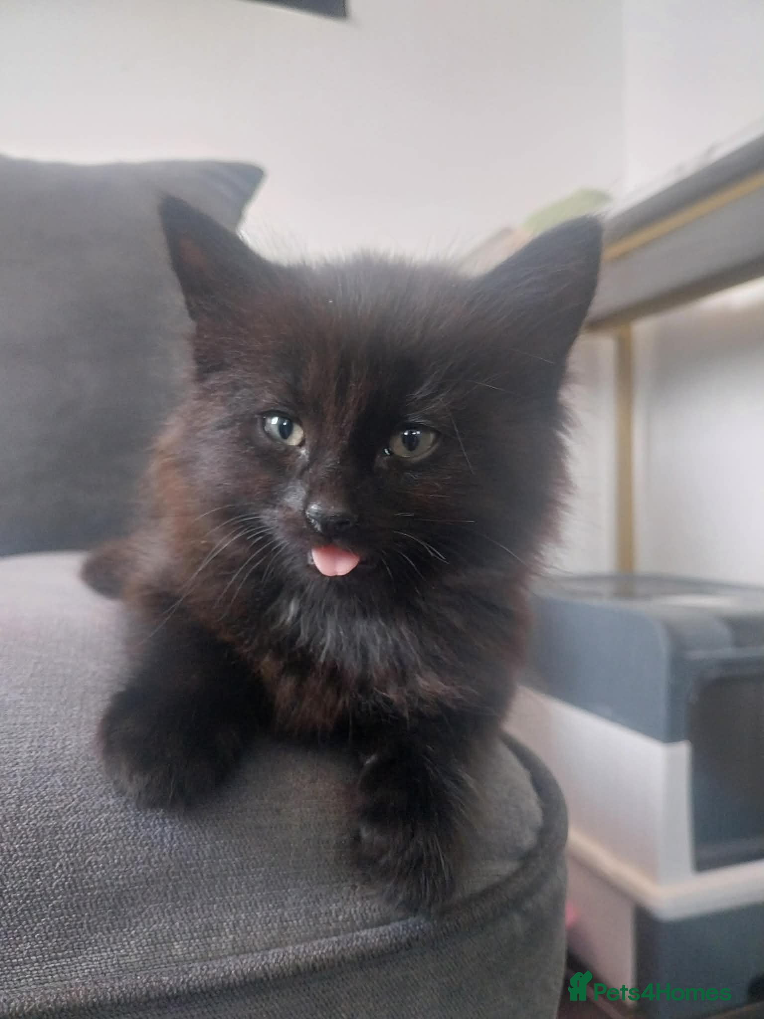 Mixed Breed cats 2 male mixed breeds - Advert 17