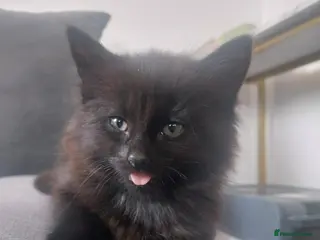 Mixed Breed cats 2 male mixed breeds - Advert 17