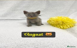 Russian Blue cats for sale: ❤️ BEAUTIFUL RUSSIAN BLUES❤️ - Image 6