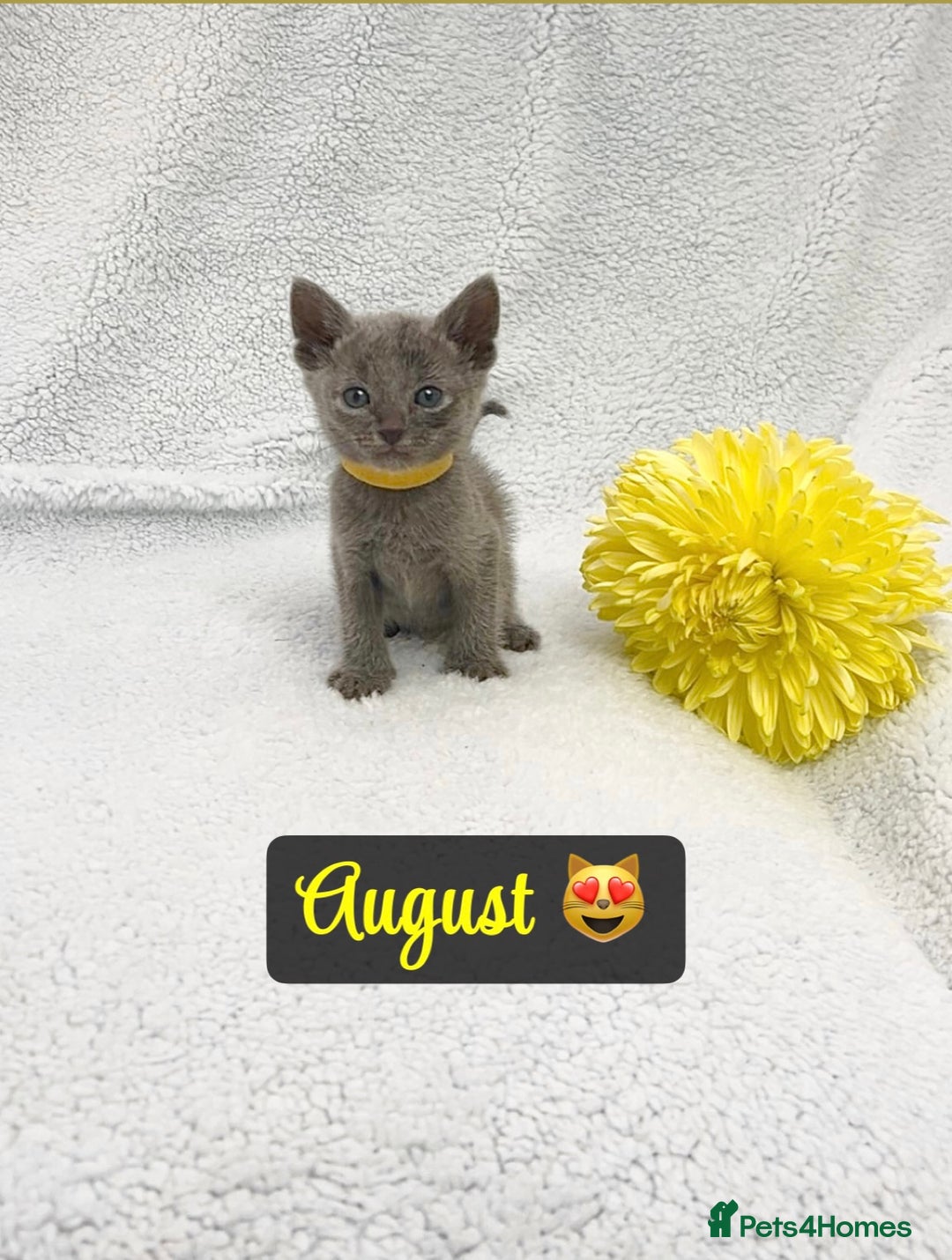 Russian Blue cats for sale: ❤️ BEAUTIFUL RUSSIAN BLUES❤️ - Image 6