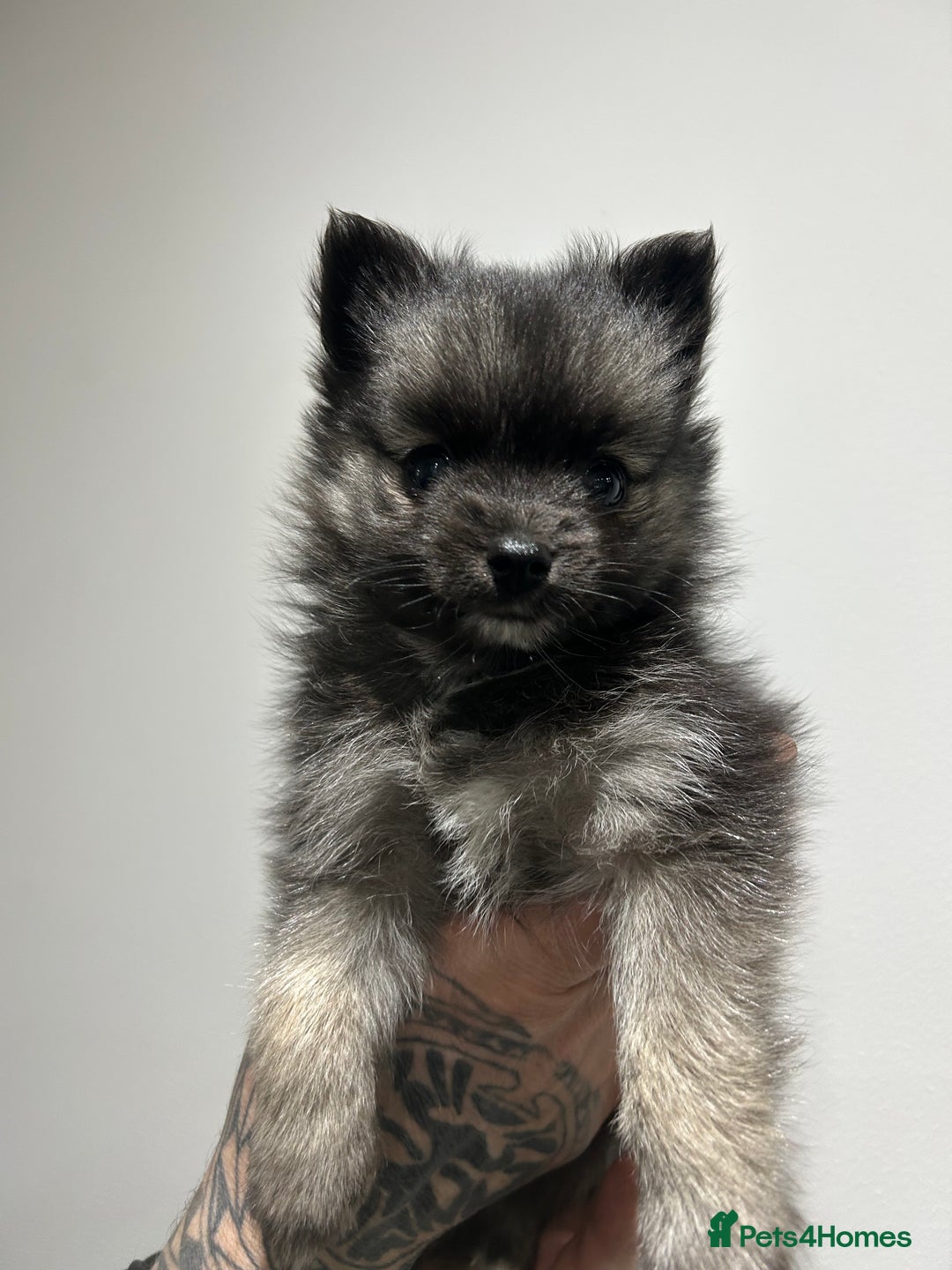 Mixed Breed dogs for sale: Pomsky x Chihuahua puppies  - Advert 3