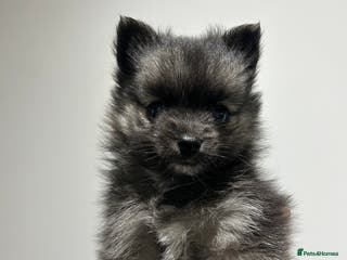 Mixed Breed dogs Pomsky x Chihuahua puppies - Advert 1