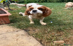 Cavapoo dogs for sale: Beautiful Cavapoo Puppies  - Image 11