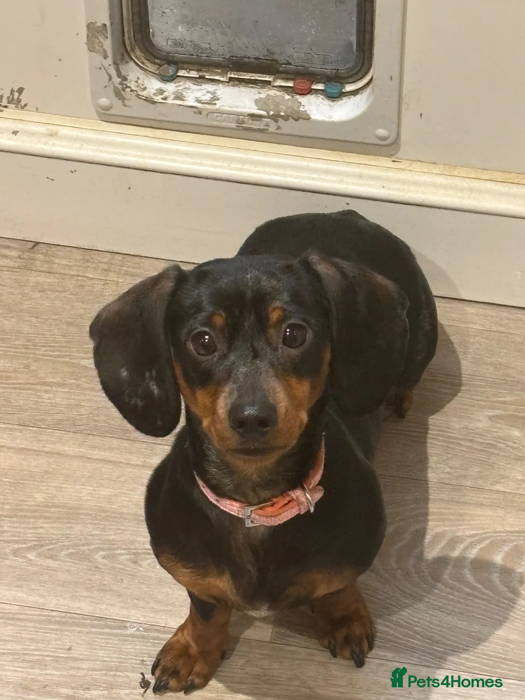 Miniature Dachshund dogs for sale: Miniature Dachshund puppies x1 boy and x1 girl in ELY - Advert 6
