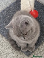 British Shorthair cats British shorthair - Advert 5