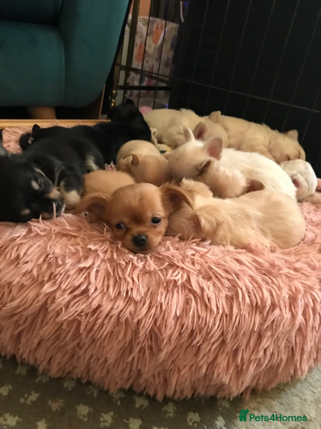 Chihuahua dogs for stud: Quality Russian import LC KC for stud in Torquay - Advert 5