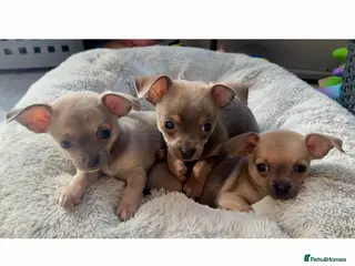 Chihuahua dogs Chihuahua Puppies💝 - Advert 13