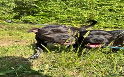 Mixed Breed dogs for sale: Beautiful, Loving Dog Needs Safe and Calm Home  - Image 8