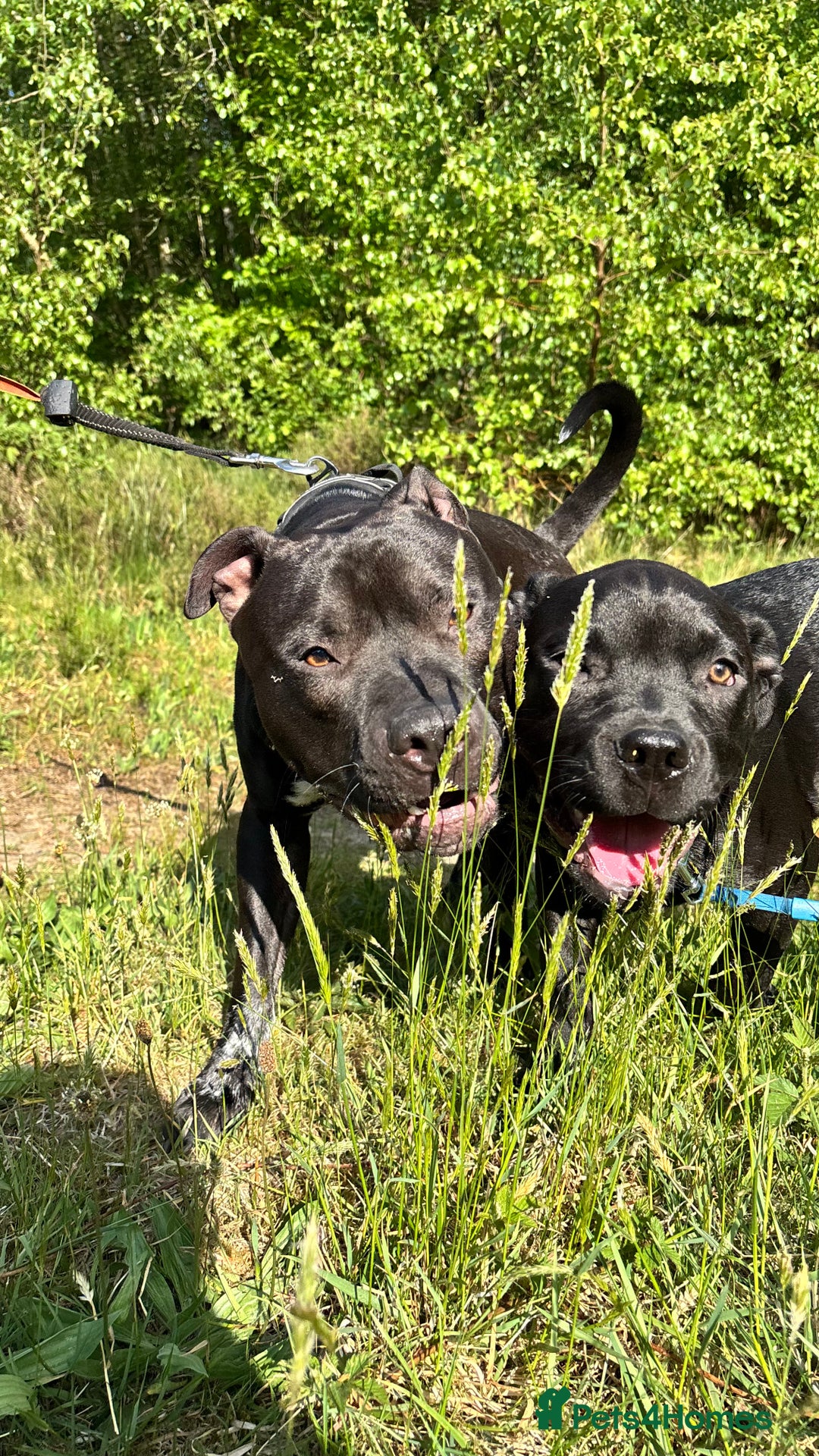 Mixed Breed dogs for sale: Beautiful, Loving Dog Needs Safe and Calm Home  - Image 8