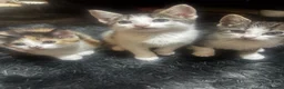Mixed Breed cats for sale: kittens for sale  - Advert 1