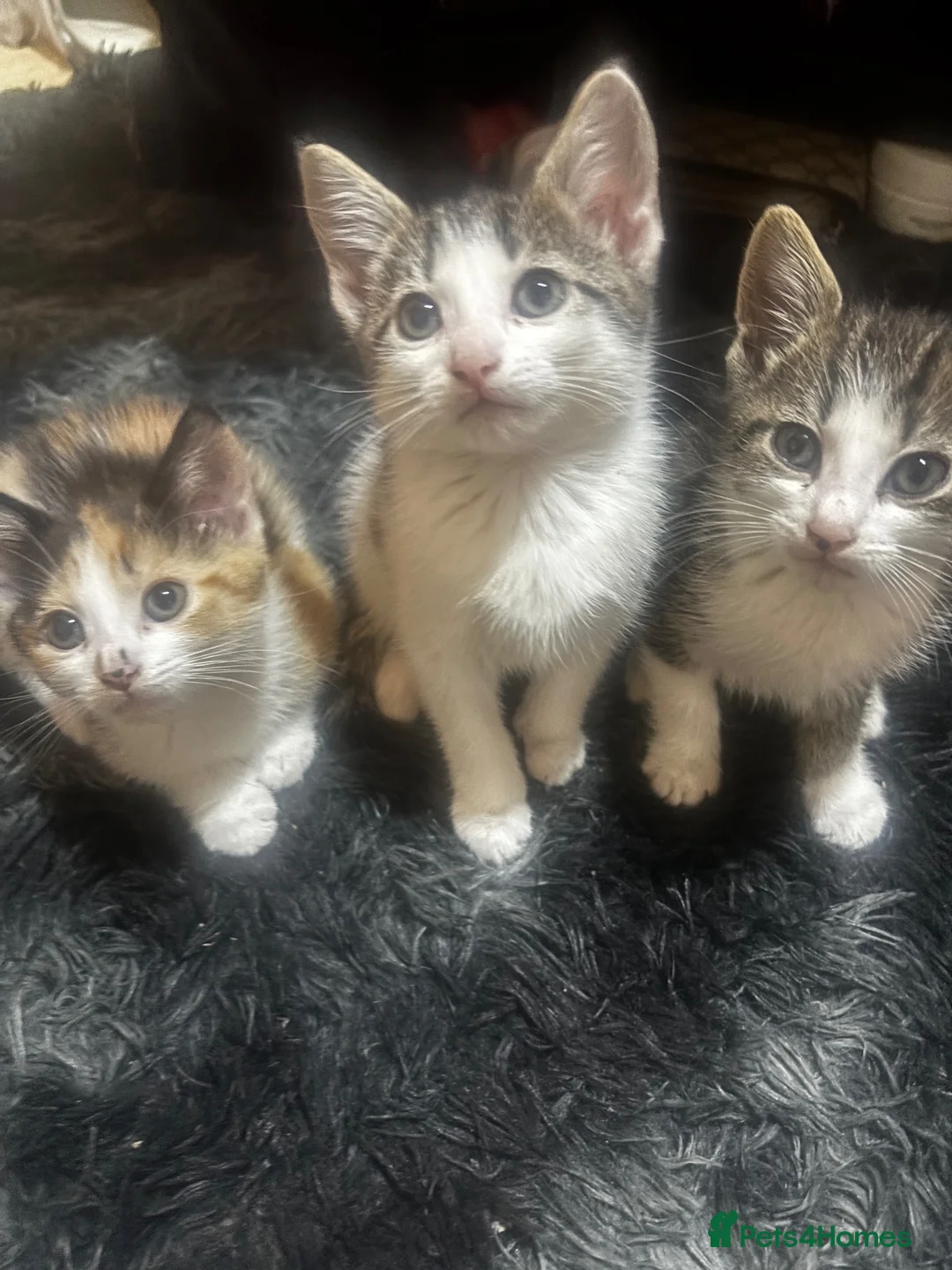 Mixed Breed cats for sale: kittens for sale  - Advert 1